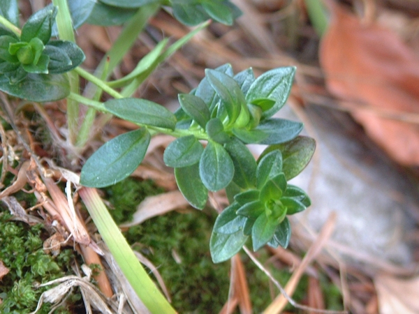 piantina da determinare - Polygala sp.